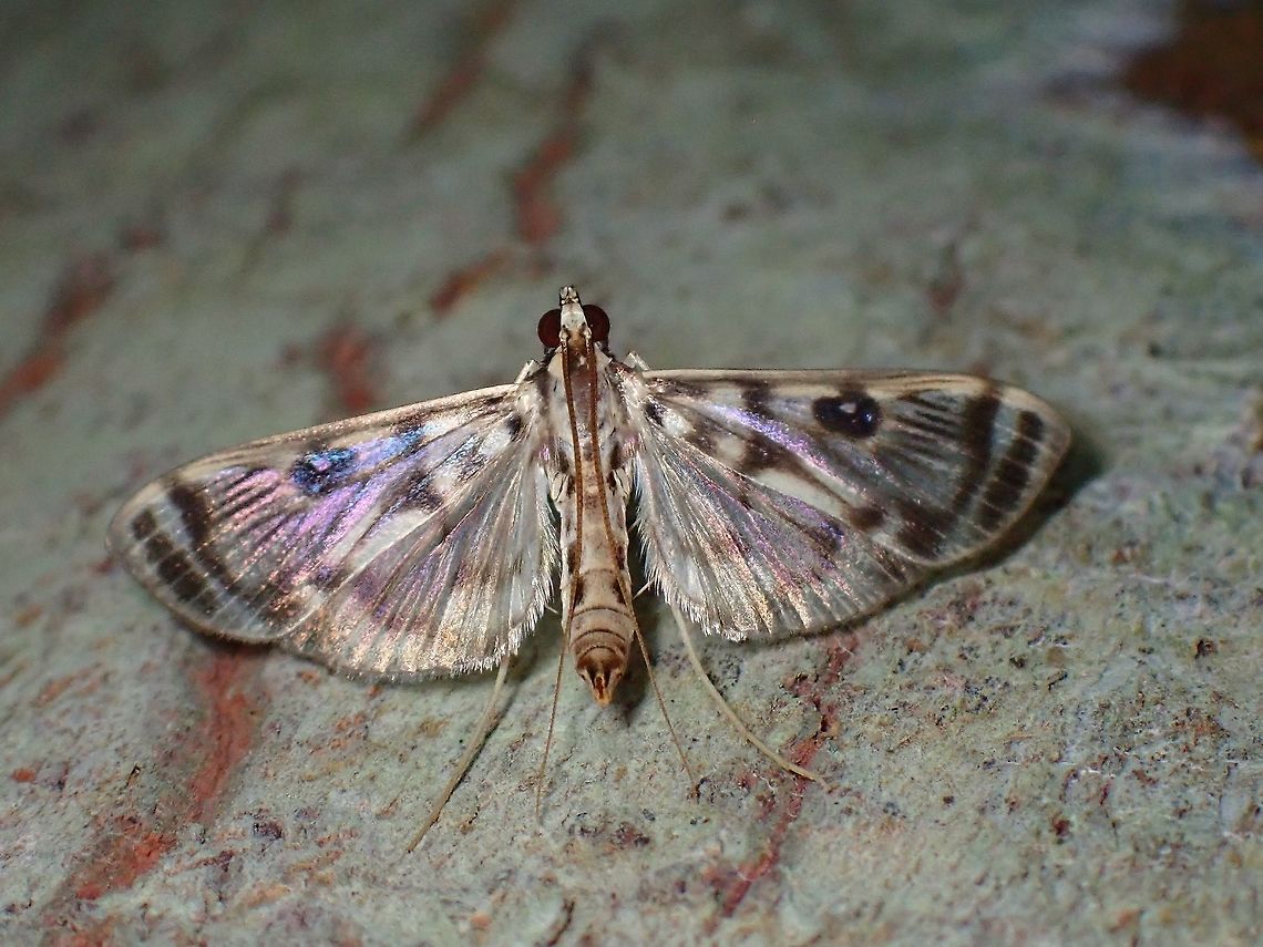 Pearl Moth - Rhimphalea ochalis  Malaysia,Moth,Pearl Moth,Penang,Rhimphalea ochalis