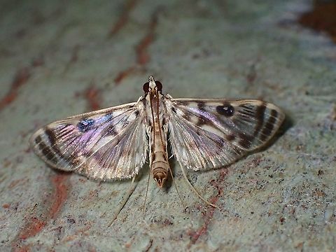 Pearl Moth - Rhimphalea ochalis  Malaysia,Moth,Pearl Moth,Penang,Rhimphalea ochalis