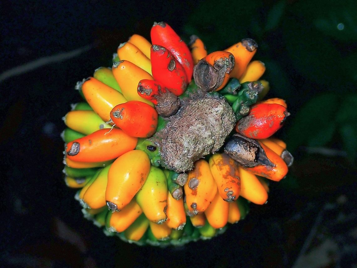 Elephant Foot Yam - Amorphophallus paeoniifolius  Amorphophallus paeoniifolius,Elephant Foot Yam,Malaysia,Penang