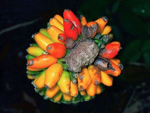 Elephant Foot Yam - Amorphophallus paeoniifolius  Amorphophallus paeoniifolius,Elephant Foot Yam,Malaysia,Penang