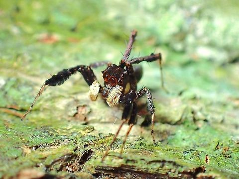 Jumping Spider - Portia crassipalpis  Jumping Spider,Malaysia,Penang,Portia crassipalpis,Spider