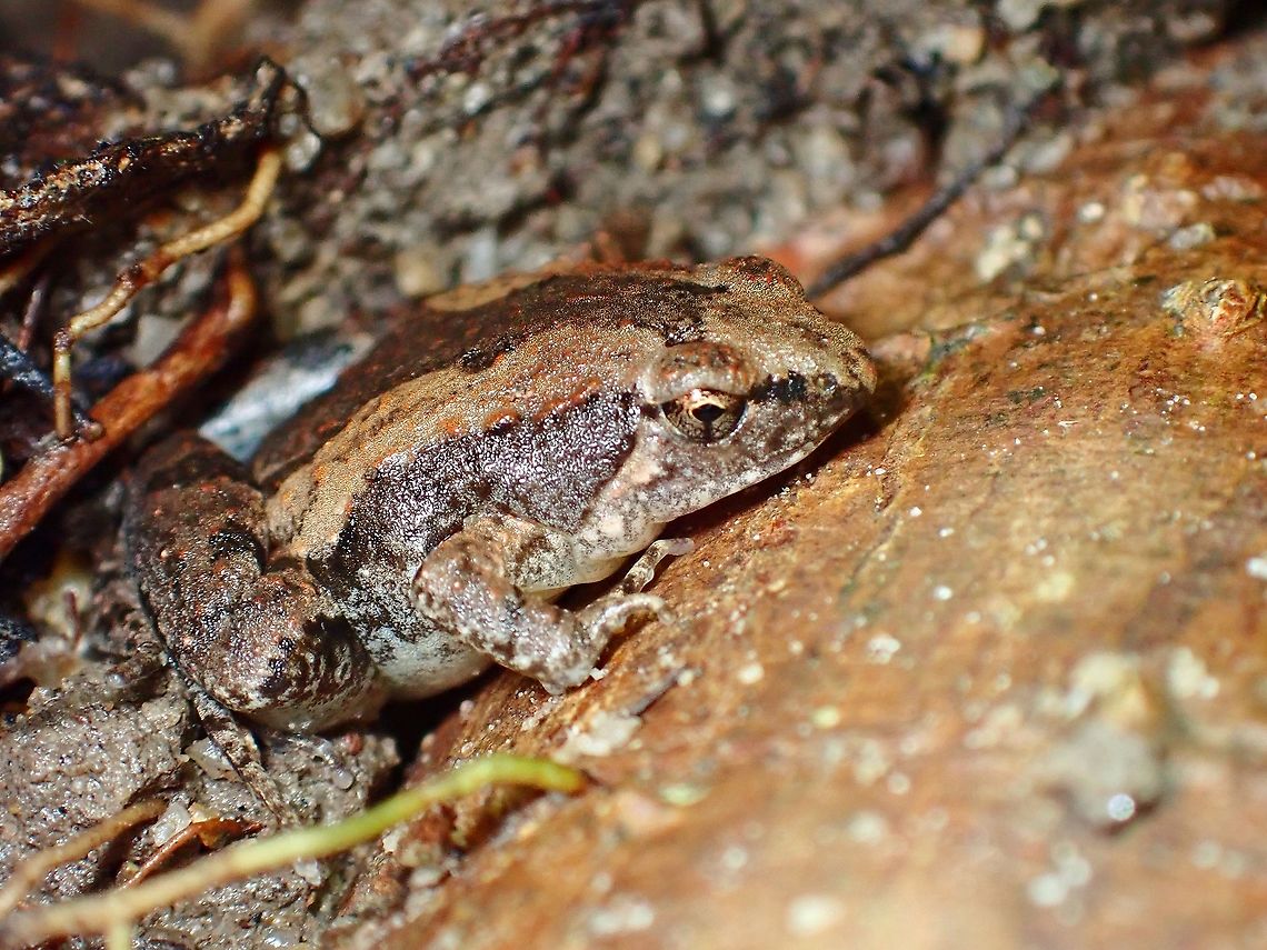 Mukhlesur's Narrow-Mouthed Frog - Microhyla mukhlesuri  Frog,Malaysia,Microhyla mukhlesuri,Mukhlesur's Narrow-Mouthed Frog,Narrow-Mouthed Frog,Penang