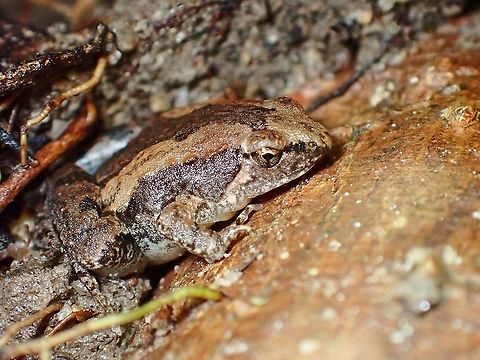 Mukhlesur's Narrow-Mouthed Frog