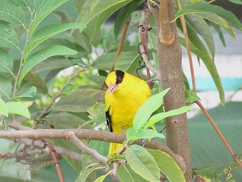 Black-Naped Oriole - Oriolus chinensis                                 Bird,Black-Naped Oriole,Malaysia,Oriolus chinensis,Penang