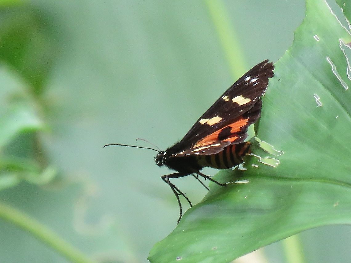 Forester Moth - Episteme vetula                                 Episteme vetula,Forester Moth,Malaysia,Moth,Penang