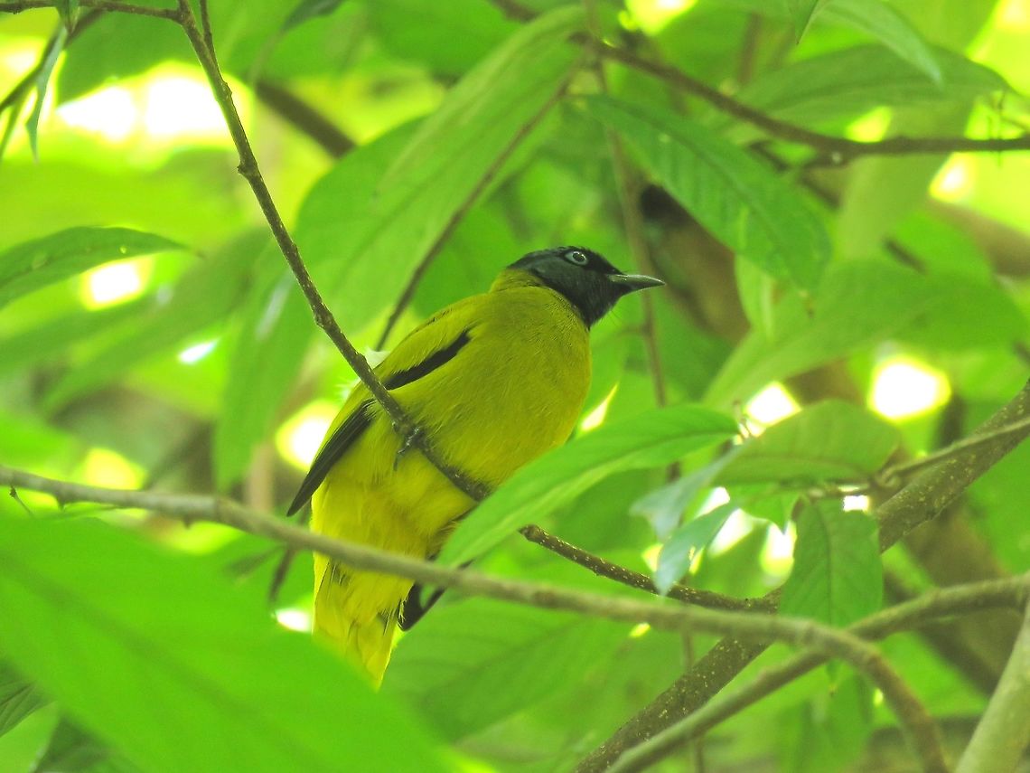 Black-Headed Bulbul - Brachypodius melanocephalos                                 Bird,Black-Headed Bulbul,Brachypodius melanocephalos,Malaysia,Penang
