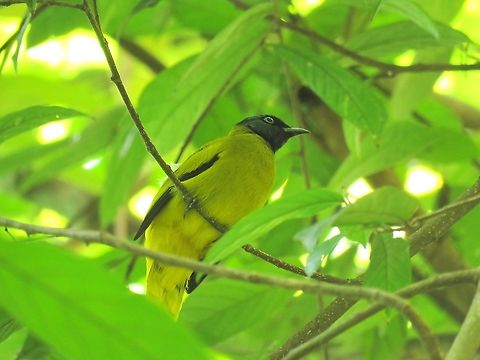 Black-Headed Bulbul - Brachypodius melanocephalos                                 Bird,Black-Headed Bulbul,Brachypodius melanocephalos,Malaysia,Penang