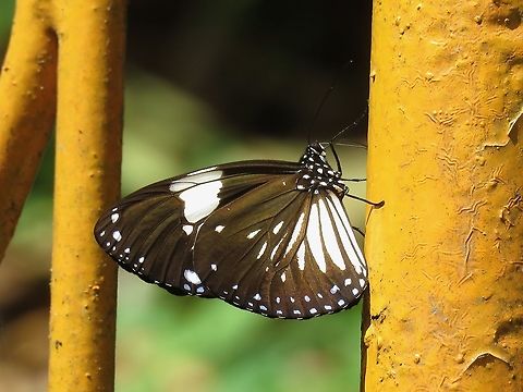 Magpie Crow Butterfly - Euploea radamanthus                                 Butterfly,Euploea radamanthus,Magpie Crow Butterfly,Malaysia,Perak