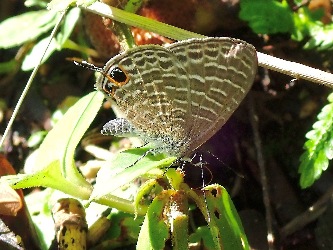 Transparent Six-Line Blue - Nacaduba kurava  Butterfly,Malaysia,Nacaduba kurava,Perak,Transparent Six-Line Blue