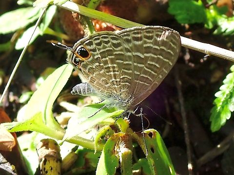Transparent Six-Line Blue - Nacaduba kurava  Butterfly,Malaysia,Nacaduba kurava,Perak,Transparent Six-Line Blue