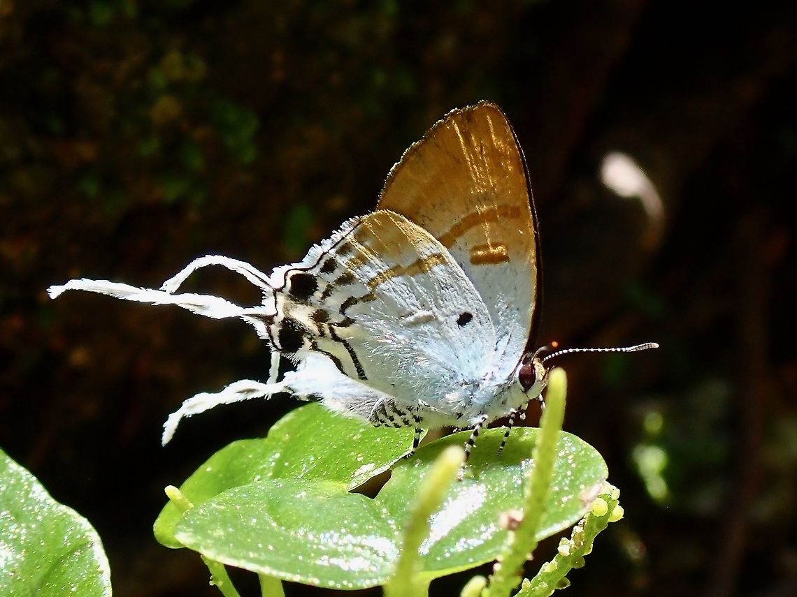 Fluffy Tit - Zeltus amasa  Butterfly,Fluffy Tit,Malaysia,Perak,Zeltus amasa