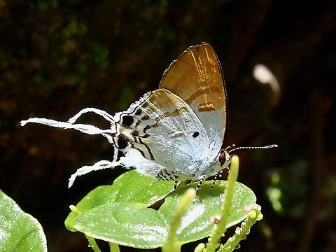 Fluffy Tit - Zeltus amasa  Butterfly,Fluffy Tit,Malaysia,Perak,Zeltus amasa