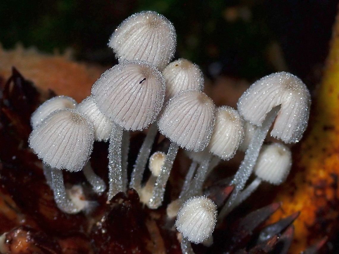 Trooping Crumble Cap - Coprinellus disseminatus  Coprinellus disseminatus,Malaysia,Mushroom,Perak,Trooping Crumble Cap