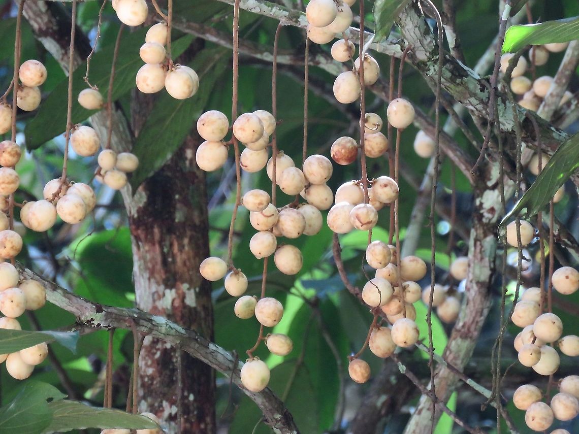 Langsat - Lansium domesticum                                 Fruit,Langsat,Lansium parasiticum,Malaysia,Perak