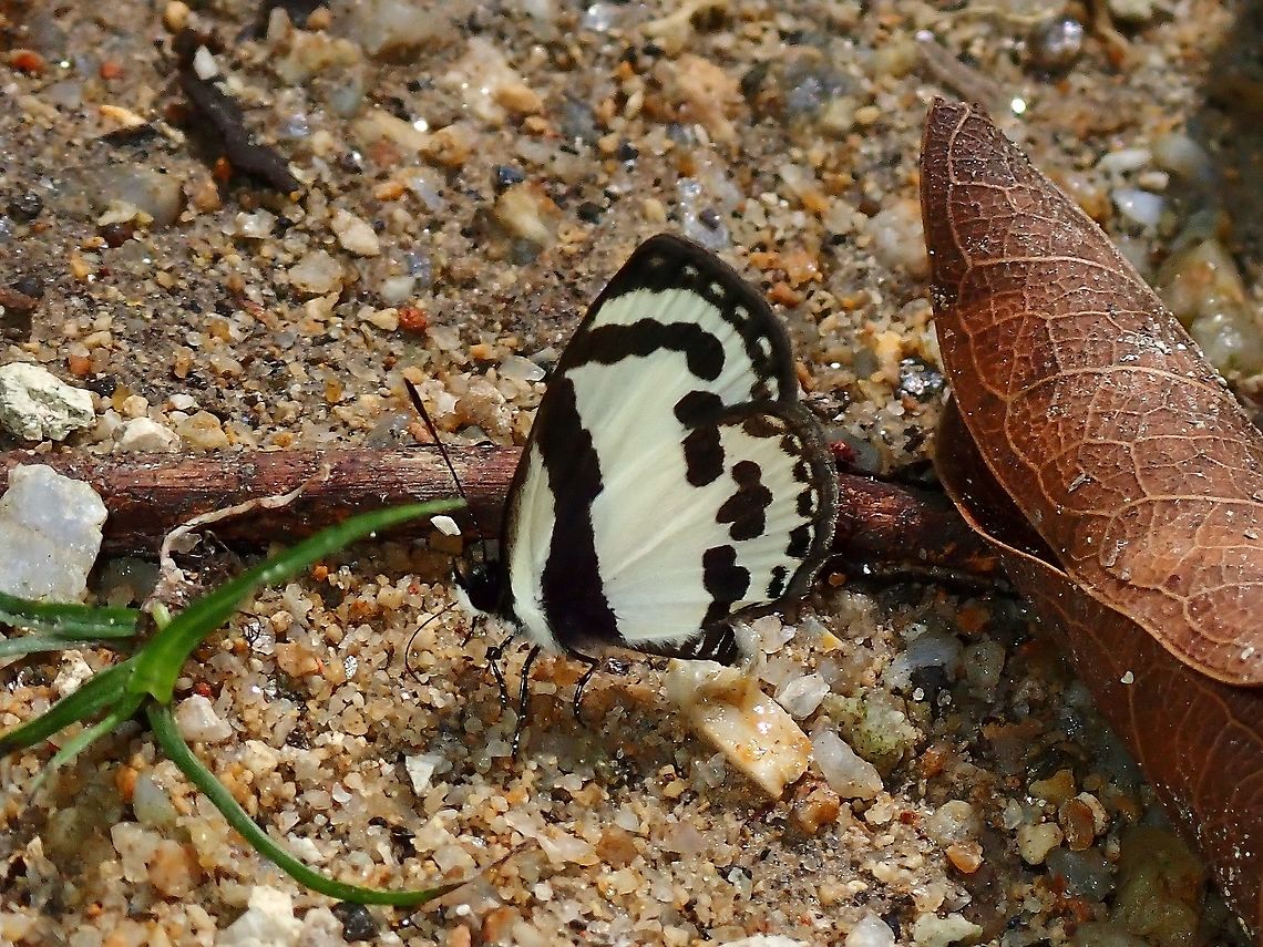 Straight Pierrot - Caleta roxus  Butterfly,Malaysia,Perak,Pycnophallium roxus,Straight Pierrot