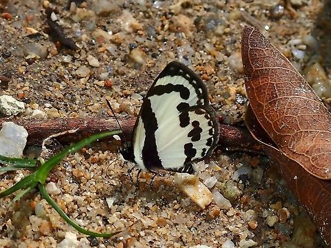 Straight Pierrot - Caleta roxus  Butterfly,Malaysia,Perak,Pycnophallium roxus,Straight Pierrot
