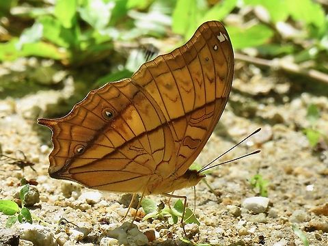 Malay Cruiser - Vindula dejone                                 Butterfly,Malay Cruiser,Malaysia,Perak,Vindula dejone