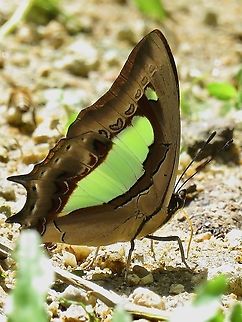 Common Nawab - Polyura athamas                                 Butterfly,Common Nawab,Malaysia,Perak,Polyura athamas
