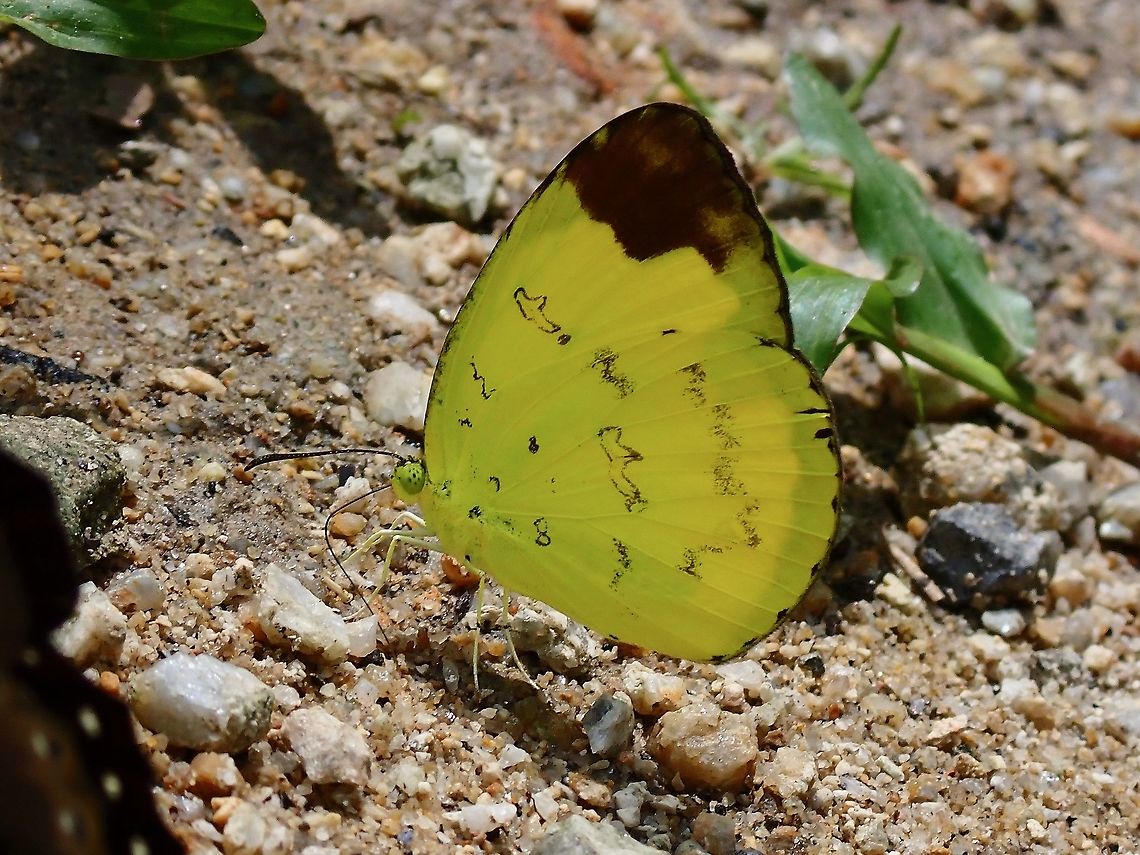 Chocolare Grass Yellow - Eurema sari  Butterfly,Chocolate Grass Yellow,Eurema sari,Malaysia,Perak