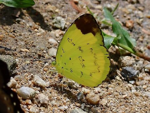 Chocolare Grass Yellow - Eurema sari  Butterfly,Chocolate Grass Yellow,Eurema sari,Malaysia,Perak