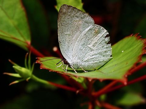Malayan Sunbeam - Curetis santana Butterfly,Curetis santana,Malayan Sunbeam,Malaysia,Perak