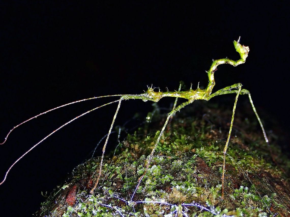 Dragon? Males Phasmid/Stick Insect - Orthostheneboea yehi<br />
This species was newly described in 1999 and at the time of description, only the females were known. Males were only seen/discovered in recent years and will be officially described in an upcoming book to be released later this year. Malaysia,Orthostheneboea yehi,Pahang,Phasmatodea,Phasmid,Phasmida,Stick Insect
