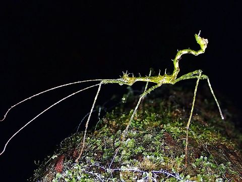 Dragon? Males Phasmid/Stick Insect - Orthostheneboea yehi
This species was newly described in 1999 and at the time of description, only the females were known. Males were only seen/discovered in recent years and will be officially described in an upcoming book to be released later this year. Malaysia,Orthostheneboea yehi,Pahang,Phasmatodea,Phasmid,Phasmida,Stick Insect