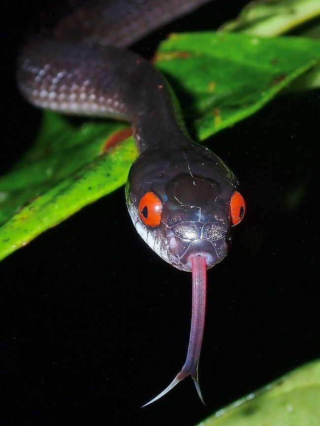 Red Eyes, Long Tongue! This gorgeous Mountain Slug Snake was constantly on the move when I first saw it, and was a challenge to get good shot with its tongue out and face on.  Fortunately, I have seen this snake before and know it is harmless, so decided to spend more time with it to keep trying and managed to get several shots that I was happy with :D<br />
<br />
It was seen at a tree just a few meters from the ticketing counter but I saw it at night when everyone has left.  The next day I went back to the place in the afternoon and was able to see the snake again, on a tree next to the original tree I saw it.  There were many visitors then and there were a few who even stands within a meter of it, and no one noticed this snake!  I didn&#039;t bother to alert other visitors of the snake as I was more concerned for the snake as usually most people will freaks out upon seeing a snake. Asthenodipsas vertebralis,Malaysia,Mountain Slug Snake,Mountain Slug-Eating Snake,Pahang,Slug Snake,Snake