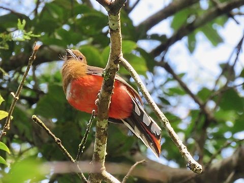 Red-Headed Trogon - Harpactes erythrocephalus                                 Bird,Harpactes erythrocephalus,Malaysia,Pahang,Red-Headed Trogon,Trogon