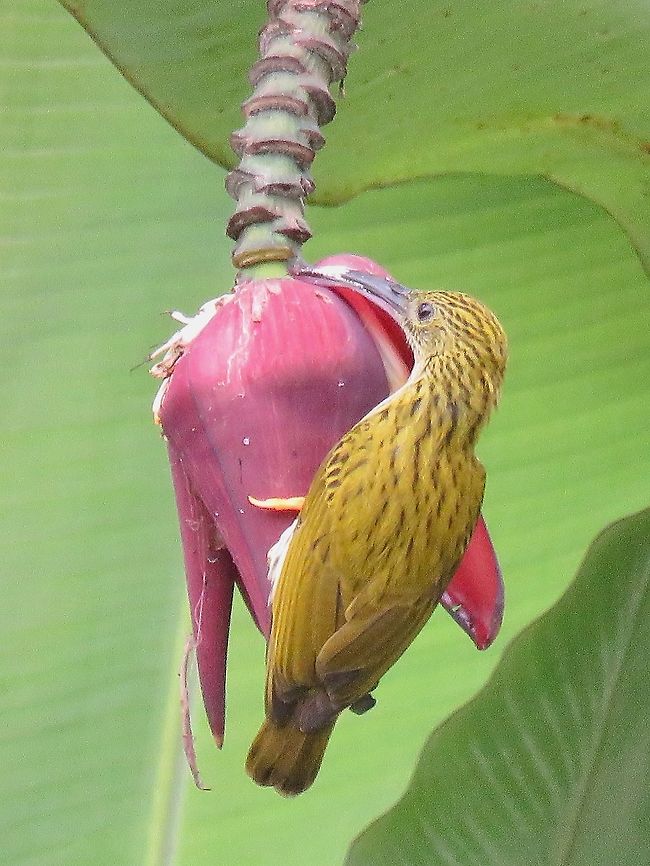 Streaked Spiderhunter - Arachnothera magna                                 Arachnothera magna,Bird,Malaysia,Pahang,Spiderhunter,Streaked Spiderhunter