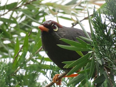 Chestnut-Capped Laughingthrush - Ianthocincla mitrata                                 Bird,Chestnut-Capped Laughingthrush,Malaysia,Pahang,Pterorhinus mitratus