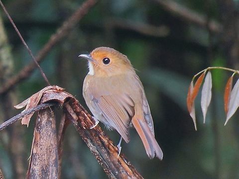 Rufous-Browed Flycatcher - Anthipes solitaris                                 Anthipes solitaris,Bird,Flycatcher,Malaysia,Pahang,Rufous-Browed Flycatcher