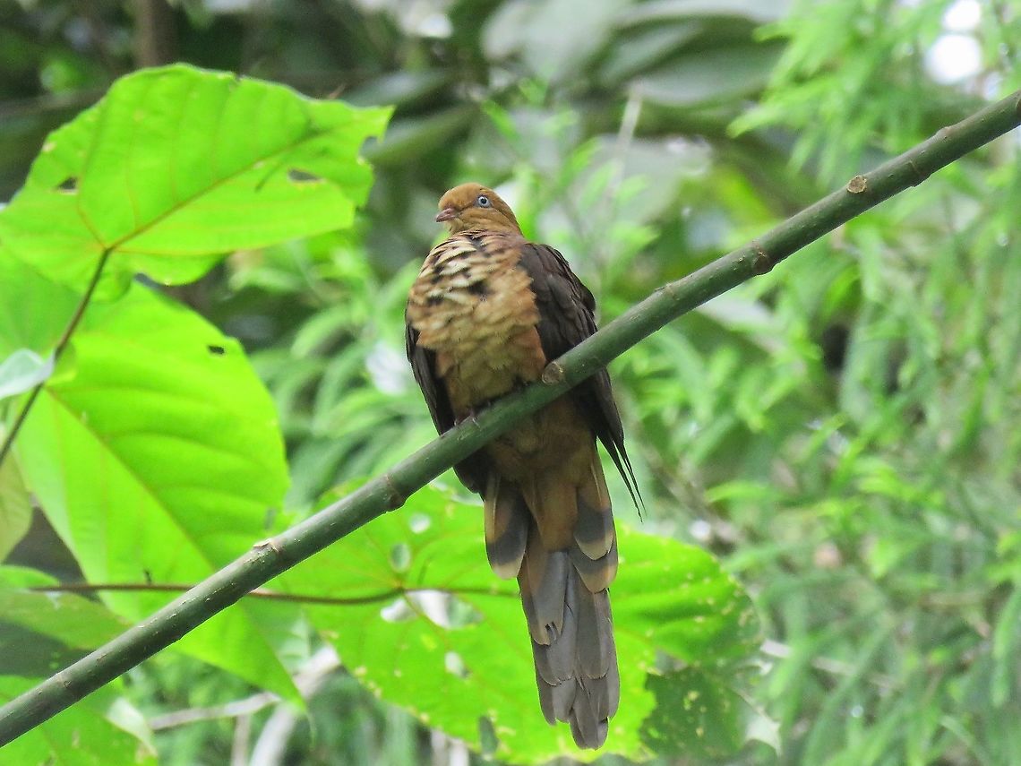 Little Cuckoo-Dove - Macropygia ruficeps                                 Bird,Cuckoo-Dove,Little Cuckoo-Dove,Macropygia ruficeps,Malaysia,Pahang