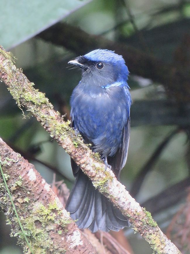 Male Large Niltava - Niltava grandis                                 Bird,Large Niltava,Malaysia,Niltava grandis,Pahang