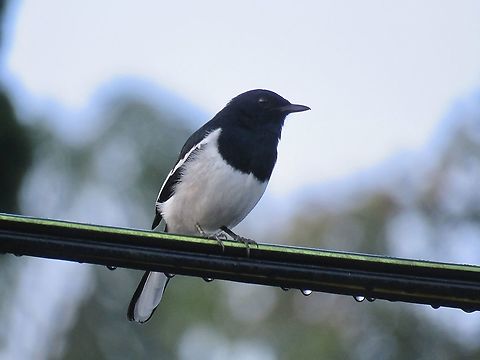 Oriental Magpie-Robin - Copsychus saularis                                 Bird,Copsychus saularis,Magpie-Robin,Malaysia,Oriental Magpie-Robin,Pahang