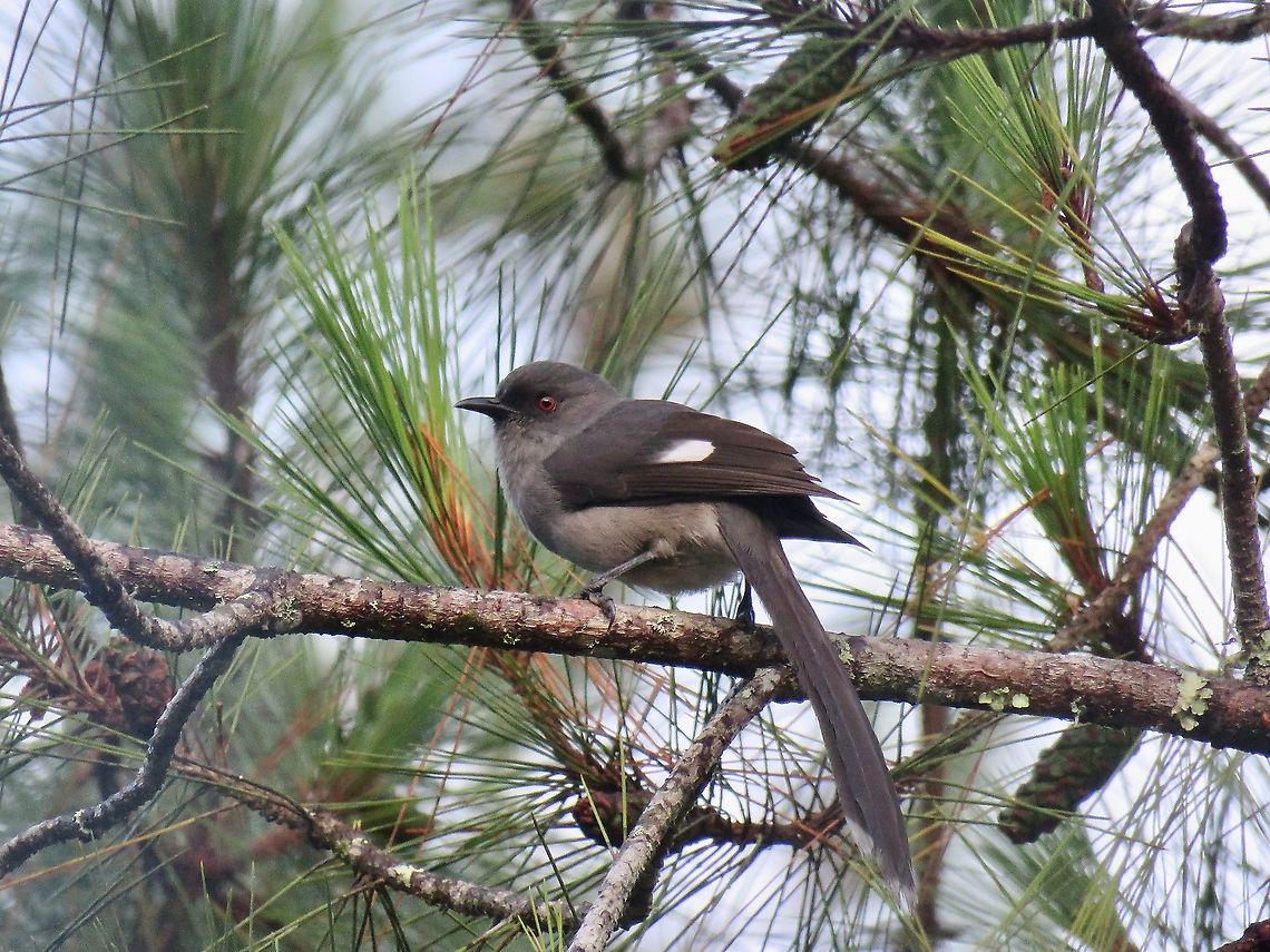 Long-Tailed Sibia - Heterophasia picaoides                                 Bird,Heterophasia picaoides,Long-Tailed Sibia,Malaysia,Pahang,Sibia