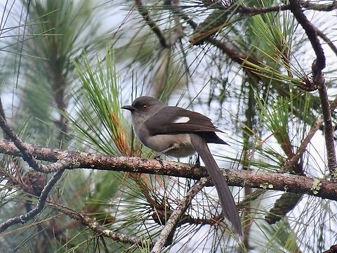 Long-Tailed Sibia - Heterophasia picaoides                                 Bird,Heterophasia picaoides,Long-Tailed Sibia,Malaysia,Pahang,Sibia