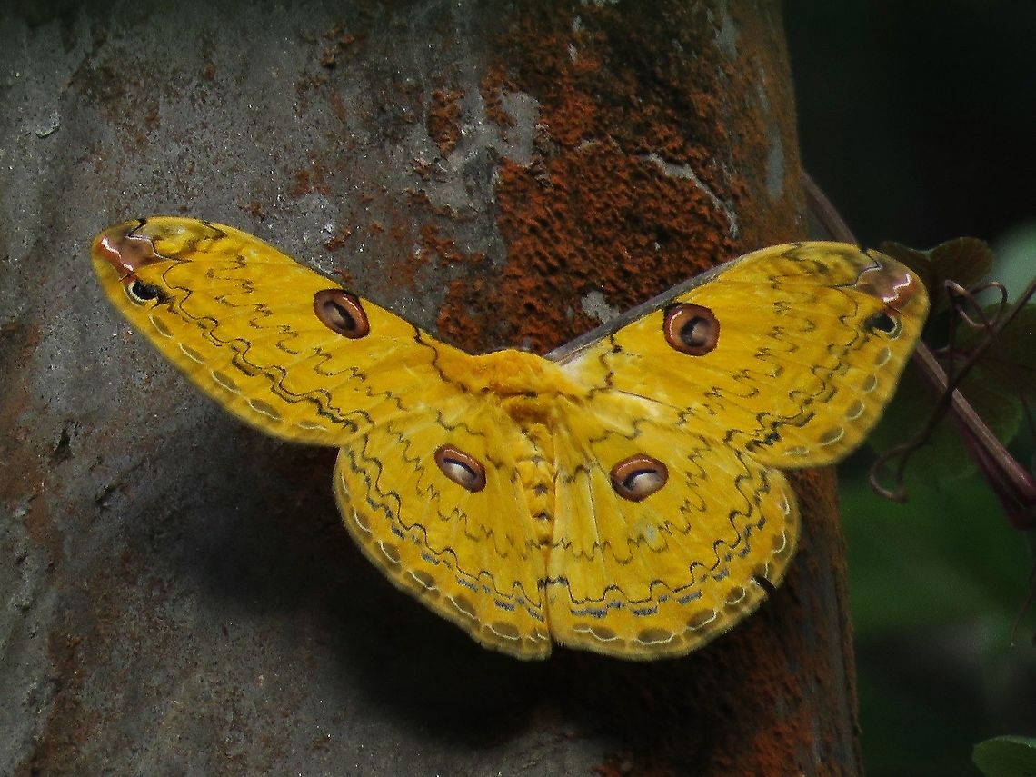 Golden Emperor Moths - Loepa sp. Was doing a bit of birding and following a Red-Headed Trogon when the bird perched on an electrical wire, which make me noticed this gorgeous Emperor Moth resting near the top of an electrical pole up around 20 feet!<br />
<br />
Fortunately this is a large size allowing me to take a decent picture of it.            Emperor Moth,Golden Emperor Moths,Loepa,Loepa sp.,Malaysia,Moth,Pahang