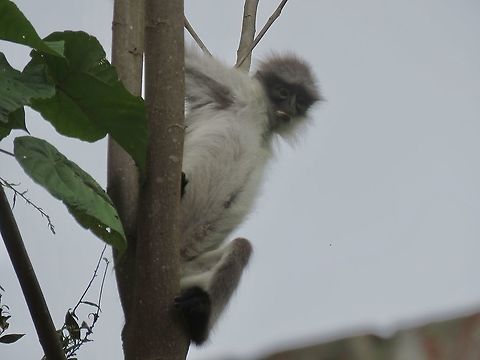 White-Thighed Surili                                 Malaysia,Monkey,Pahang,Presbytis siamensis,Surili,White-Thighed Surili