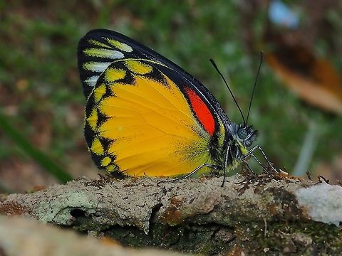 Redspot Jezebel - Delias descombesi  Butterfly,Delias descombesi,Malaysia,Pahang,Redspot Jezebel