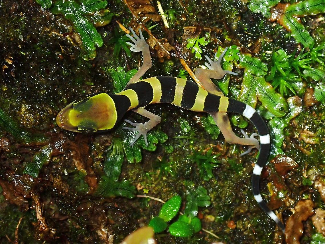 Southern Titiwangsa Bent-Toed Gecko - Cyrtodactylus australotitiwangsaensis  Bent-Toed Gecko,Cyrtodactylus australotitiwangsaensis,Gecko,Malaysia,Pahang,Southern Titiwangsa Bent-Toed Gecko
