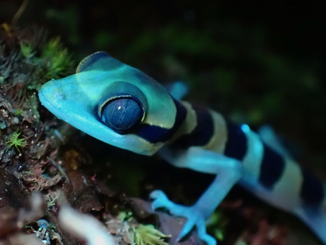 Feeling Blue!  Bent-Toed Gecko,Cyrtodactylus australotitiwangsaensis,Gecko,Malaysia,Penang,Southern Titiwangsa Bent-Toed Gecko,Ultra Violet Light