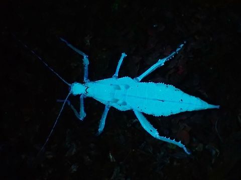 Glow!  Heteropteryx dilatata,Malayan Jungle Nymph,Malaysia,Pahang,Phasmatodea,Phasmid,Phasmida,Stick Insect,Ultra Violet Light
