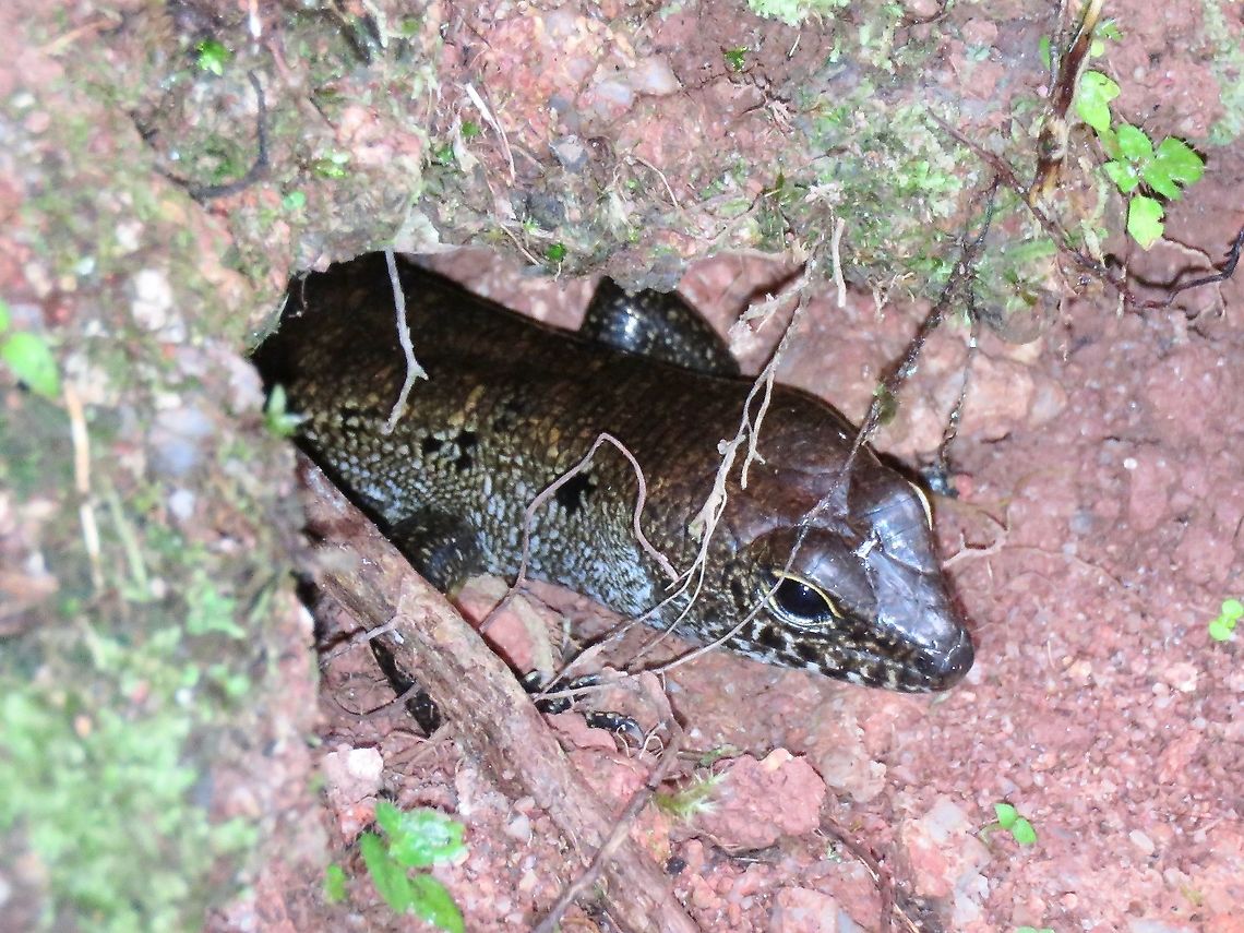 Blotched Forest Skink - Sphenomorphus praesignis                                 Blotched Forest Skink,Forest Skink,Malaysia,Pahang,Skink,Sphenomorphus praesignis