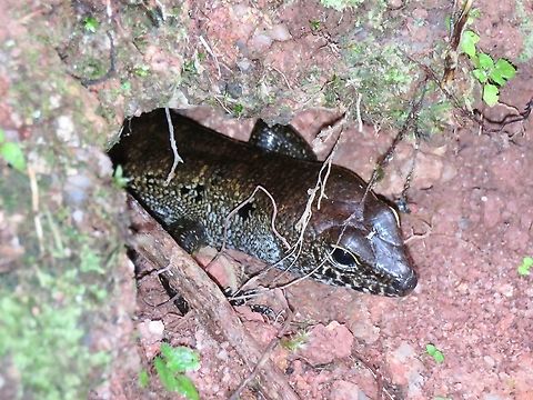 Blotched Forest Skink