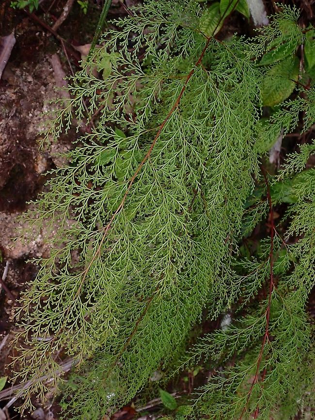 Fairy Fern - Odontosoria chinensis  Fairy Fern,Fern,Malaysia,Odontosoria chinensis,Pahang,Plant
