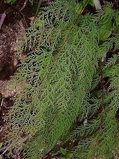 Fairy Fern - Odontosoria chinensis  Fairy Fern,Fern,Malaysia,Odontosoria chinensis,Pahang,Plant