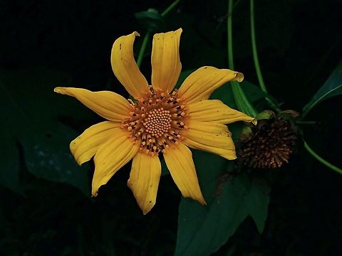 Mexican Sunflower - Tithonia diversifolia  Flower,Malaysia,Mexican Sunflower,Pahang,Tithonia diversifolia