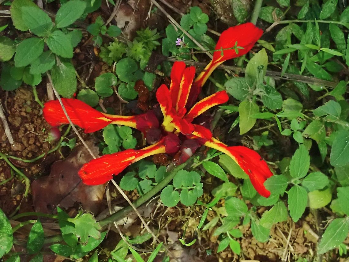 Ginger - Etlingera coccinea  Etlingera coccinea,Ginger,Malaysia,Pahang