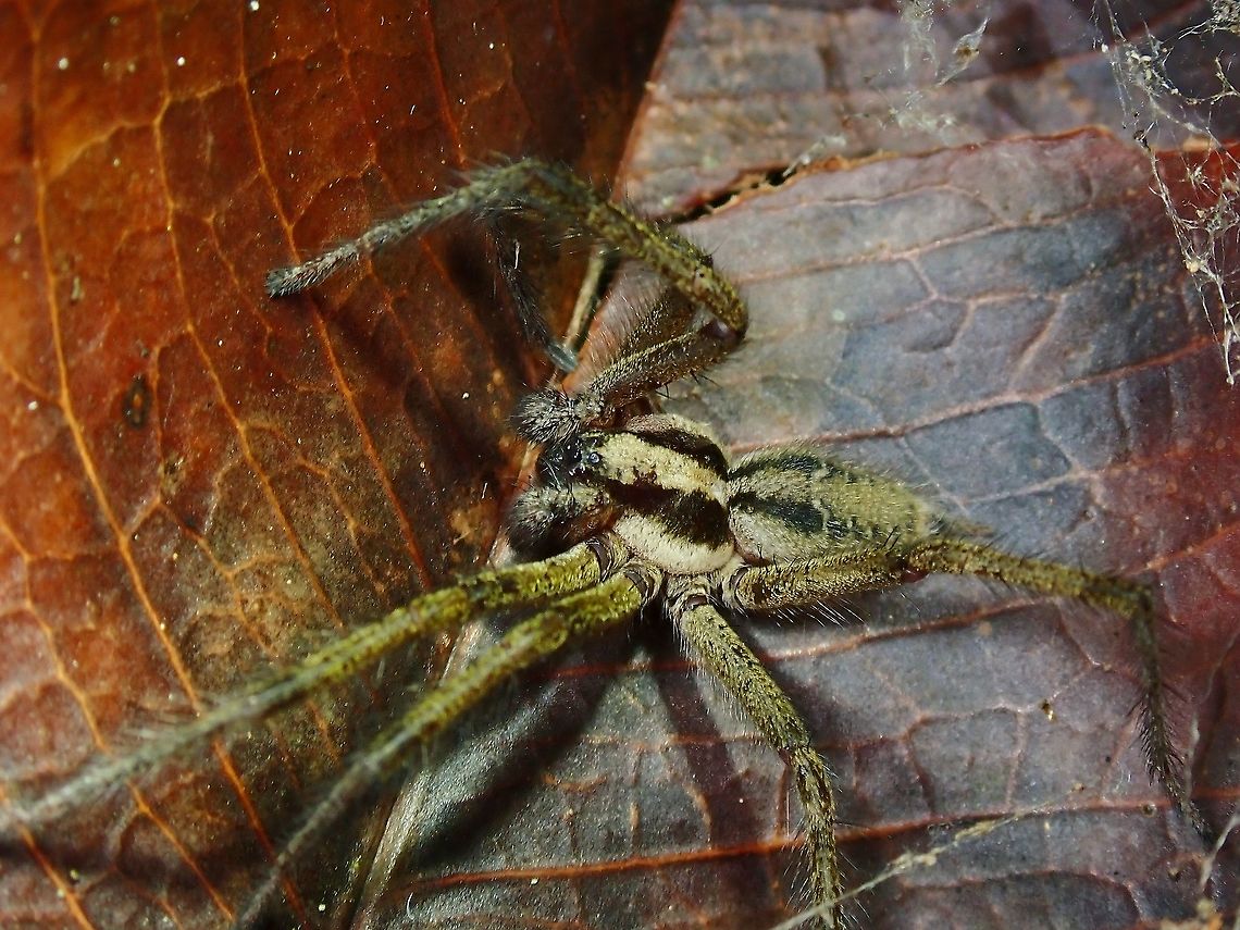 Funnel Weaver - Family Agelenidae This was the 4th item I took pictures of on a recent trip to this location, the first 3 being customary pics of some plants and flowers ie. nothing significant. This Spider also didn't look spectacular or stands out, but I knew I haven't seen it before, so did took a few pics of it.<br />
<br />
After the trip, when I tried to get ID of it, was surprised to know this could possibly be the first record of this Spider from the Family Agelenidae in Malaysia! Interesting indeed :) Agelenidae,Funnel Weaver,Malaysia,Pahang,Spider